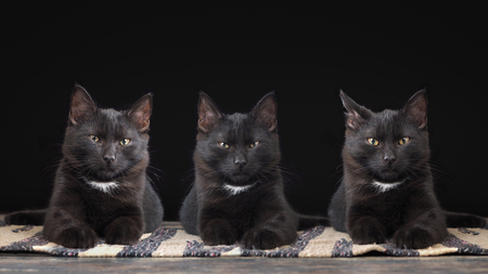 Three black kitten portraits. Cats are identical twinsの写真素材