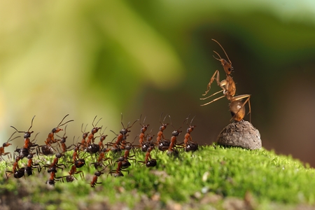 Many insects ants rally in the woods.の写真素材
