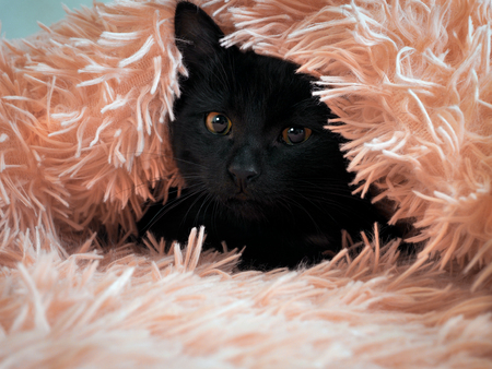 Funny black kitten peeking out from under a fluffy blanketの写真素材
