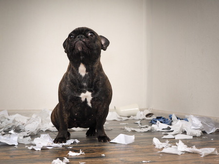 Funny dog made a mess in the room. Playful puppy French bulldogの写真素材