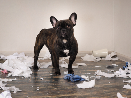 Funny dog made a mess in the room. Playful puppy French bulldogの写真素材