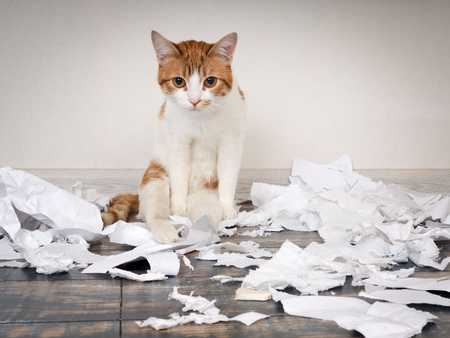 Funny cat made a mess, tore up paperの写真素材