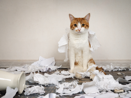 Funny cat made a mess, tore up paperの写真素材
