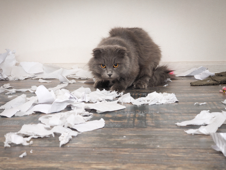 Angry cat tore up important papers and made a mess on the floorの写真素材