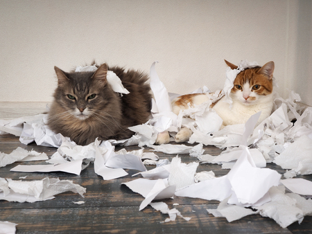 Cat and kitten played. Animals tore up important papers and made a mess on the floorの写真素材