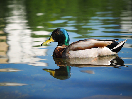 Duck Drake beautiful. Floats on water birdの写真素材