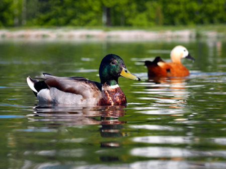 Ducks Drake beautiful. Floating on the water birdsの写真素材