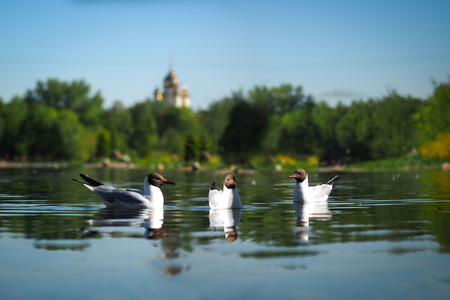 White gulls on the water. Background beautiful scenery - green trees, the templeの写真素材