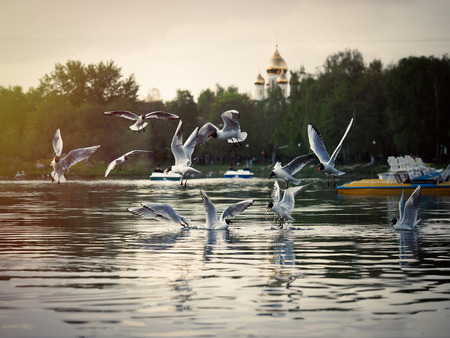 flock of seagulls over the water. The urban landscape of pond, green trees, the dome of the Churchの写真素材