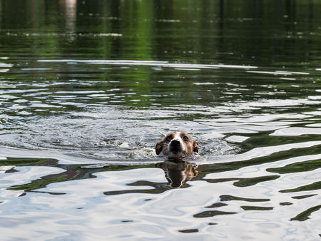 Dog Jack Russell Terrier swimming in the lakeの写真素材