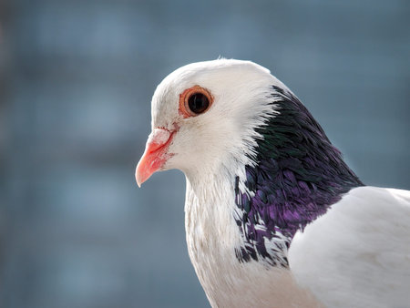 Portrait of a beautiful white dove with grey feathersの写真素材