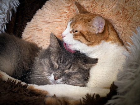 Cat licking cat. Animals under a warm blanket. Cute relationship love and careの写真素材