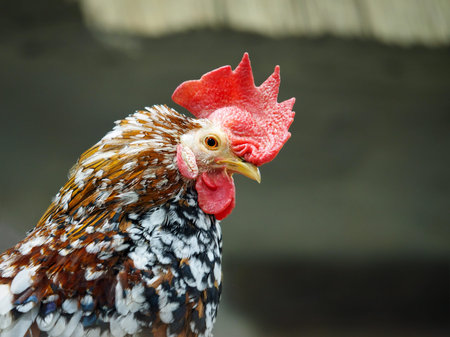 Portrait of a handsome rooster with a luxurious crest