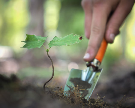The hand with the garden tool. The plant in the ground. On leaves of tick encephalitis. The danger...