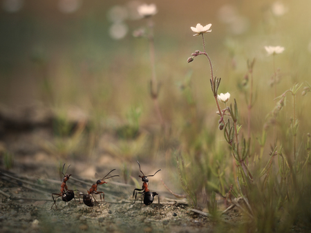 Three little ant among the huge plants. Macrocosmの写真素材