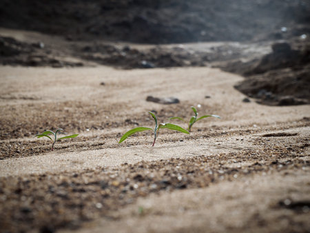 Small green plants growing among the sand in the desertの写真素材