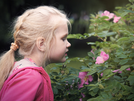 The child sees flowers rose hips on the Bush. Portrait of a little girl with blond hairの写真素材