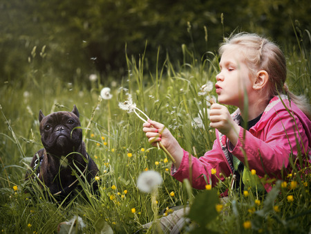 Child and dog in the high grass. Little girl blowing on a dandelionの写真素材