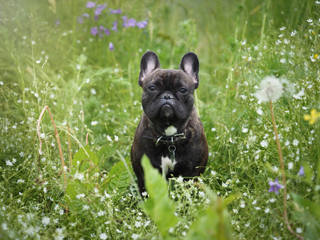 The dog in the tall grass among the flowers.の写真素材