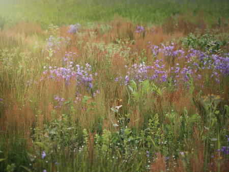 Herbs in the field. Flowers and herbsの写真素材