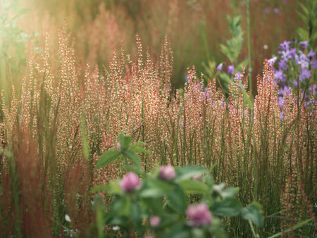 Herbs in the field. Flowers and herbs