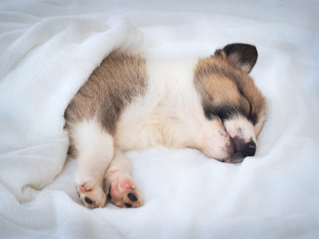 Small cute puppy sleeping comfortably on the bedの写真素材