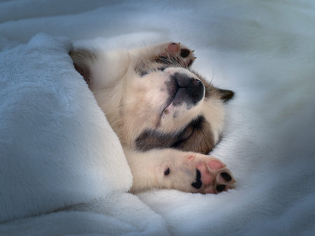 Small cute puppy sleeping comfortably on the bedの写真素材