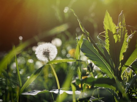 White and fluffy dandelion grows against a background of green grassの写真素材