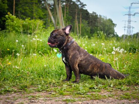 Funny dog stretches. Nature, green, grass, forest. Puppy happyの写真素材