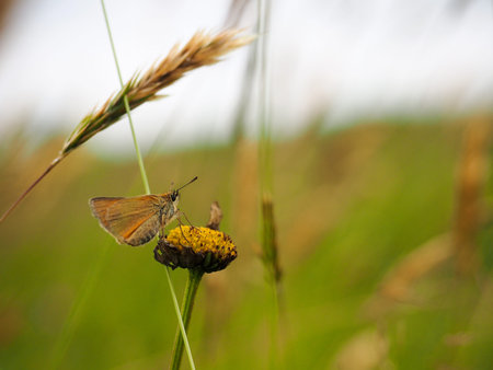 Beautiful orange butterfly on a dry flower. Macroの写真素材