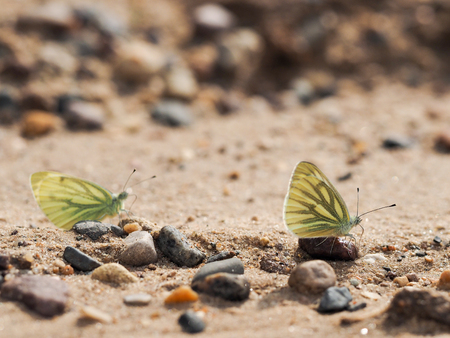 Butterflies sitting on the sand. The yellow wings. Macroの写真素材