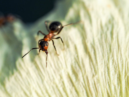 Beautiful big ant on the petal of a flower. Macro