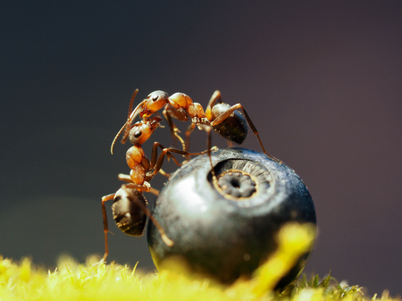 Two ants on a big berry blueberries. Macroの写真素材