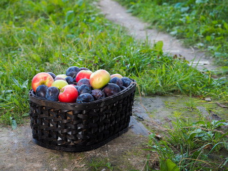 A large basket with apples and plums stands on a footpath in the grassの写真素材