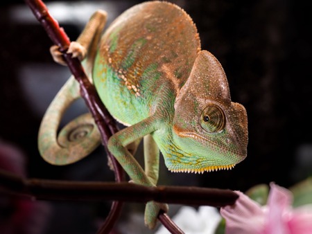 Green chameleon. Portrait of an exotic animal. Macroの写真素材