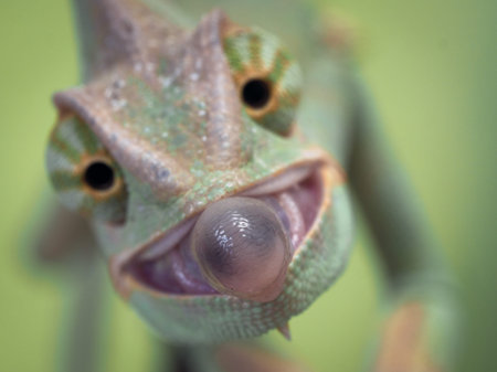 chameleon sticks out its tongue. Moment of the hunt.