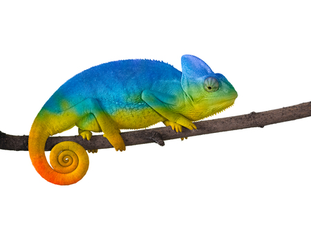 Chameleon on a branch with a spiral tail. Blue with yellowの写真素材