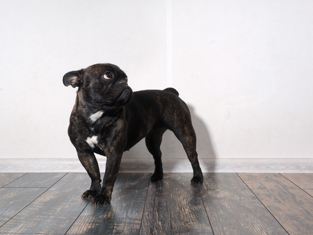 The dog is on the floor in front of a white wall. Bulldog looking upの写真素材