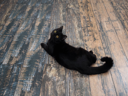 Black cat lying on the floor. The view from the topの写真素材