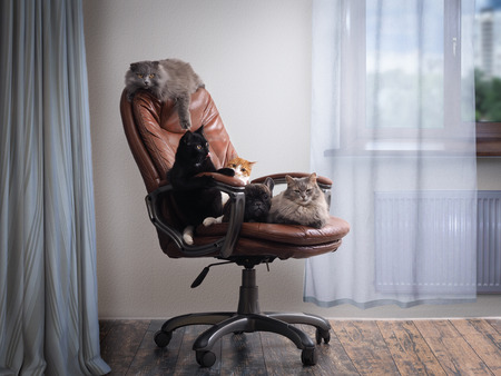 lot of cats and a dog in one chair. A cosy room. The concept the contents of the different animals in the apartment, hotel, animal shelterの写真素材