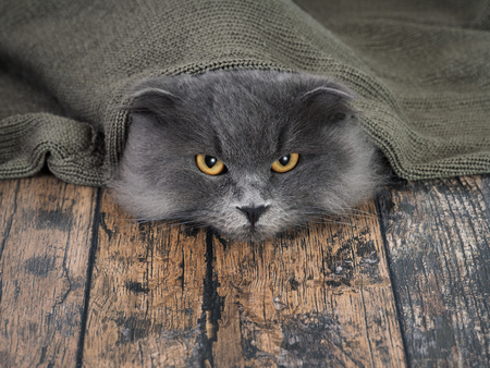Funny cat under a blanket. The concept of heat, cold, comfort, hideの写真素材
