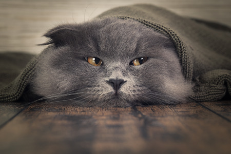 Funny cat under a blanket. The concept of heat, cold, comfortの写真素材