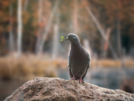Dove with a branch of green leaves in its beakの写真素材