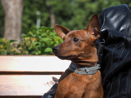 Portrait of a cute breed dog puppy Pinscherの写真素材