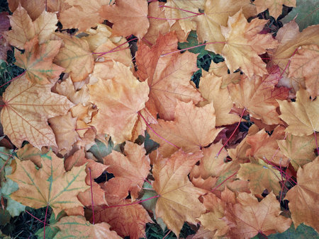 Autumn yellow red maple leaves. The view from the top