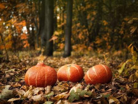 Three pumpkins in a beautiful autumn forestの写真素材