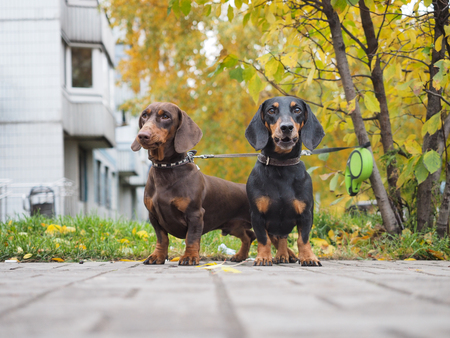 Two dogs tied to a tree. City street, autumn day. Dogs waiting for masterの写真素材