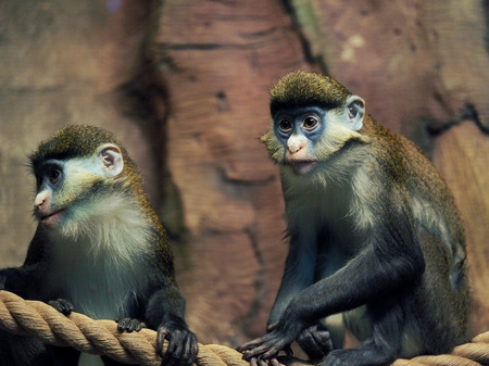 Portrait of Lesser Spot-Nosed Monkey. Primates in the zooの写真素材