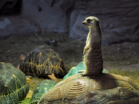 Cute meerkat standing on the shell of a turtle. The dark backgroundの写真素材