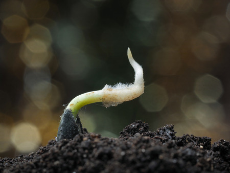 Seed sunflower seed germinates in the grounの写真素材